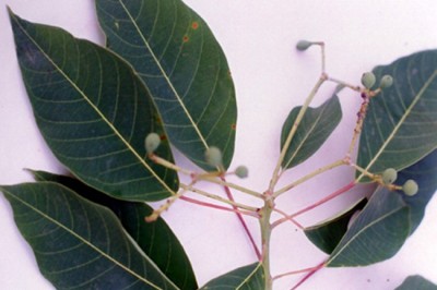 Cây dược liệu cây Sòi quả mọng - Sapium baccatum Roxb