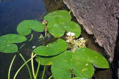 Cây dược liệu cây Rau mác tròn, Từ cô tròn - Sagittaria guyanensis HBK subsp lappula (D. Don) Borin
