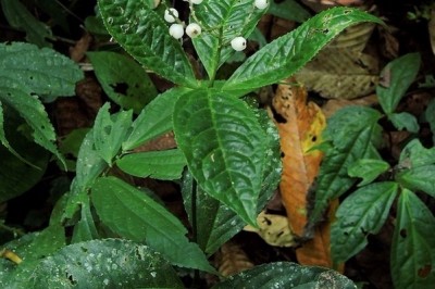 Cây dược liệu cây Sói đứng - Chloranthus erectus (Buch. - Ham.) Verde. (C. elatior Link)