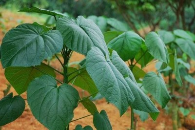 Cây dược liệu cây Rau lưỡi bò, Rau tai nai, Ngũ cách - Pentaphragma gamopetalum Gagnep