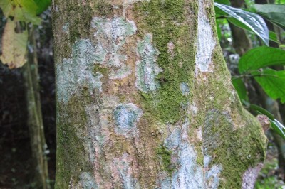 Cây dược liệu cây Sồi đá cau, Dẻ cau - Lithocarpus areca (Hick. et A. Camus) Camus (Pasania areca Hick. et A. Camus)