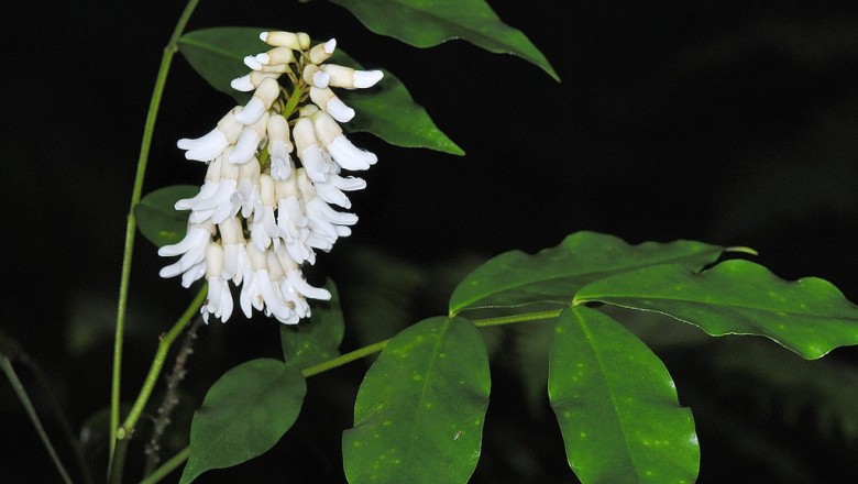 Cây dược liệu cây Sơn đậu căn Horsfield, Đa ích Horsfield - Euchresta horsfieldii (Lesch.) Benn. (Andina horsfieldii Lesch.)