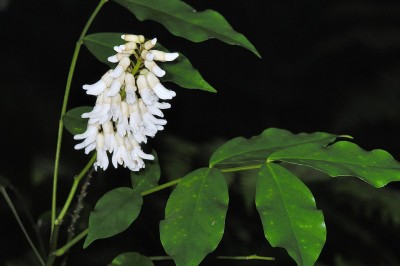 Cây dược liệu cây Sơn đậu căn Horsfield, Đa ích Horsfield - Euchresta horsfieldii (Lesch.) Benn. (Andina horsfieldii Lesch.)