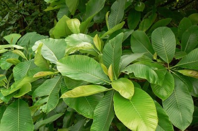 Cây dược liệu cây Sổ năm nhuỵ - Dillenia pentagyna Roxb