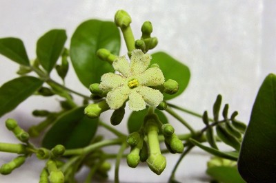 Cây dược liệu cây Sơn biên, Quả gỗ - Schrebera swietenioides Roxb