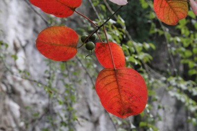 Cây dược liệu cây Sòi lá tròn, Sòi bòng - Sapium rotundifolium Hemsl