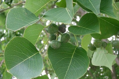 Cây dược liệu cây Sòi, Sòi xanh - Sapium sebiferum (L.) Roxb