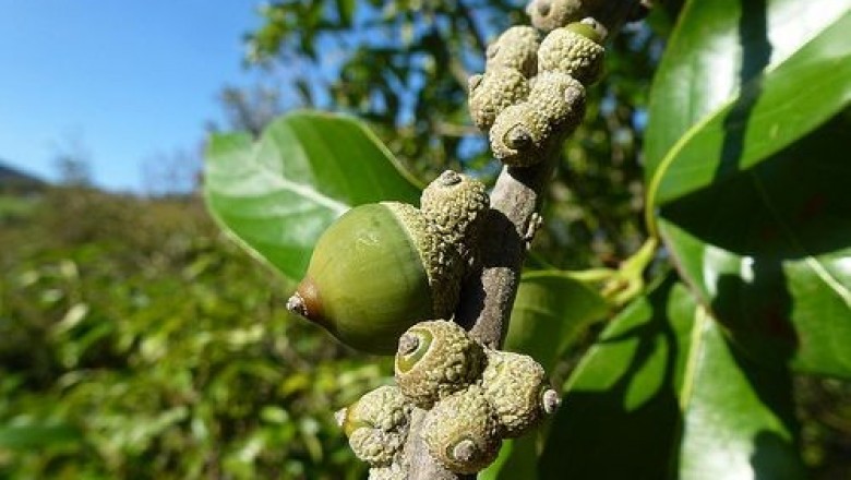 Cây dược liệu cây Sồi đá trắng, Dẻ trắng, Dẻ đá - Lithocarpus dealbatus (Hook. f. et Thoms.) Rehd