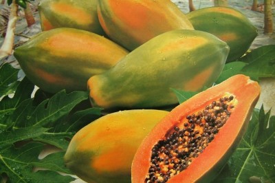 Nhiều giống nông sản biến đổi gene đã thẩm lậu vào Việt Nam?