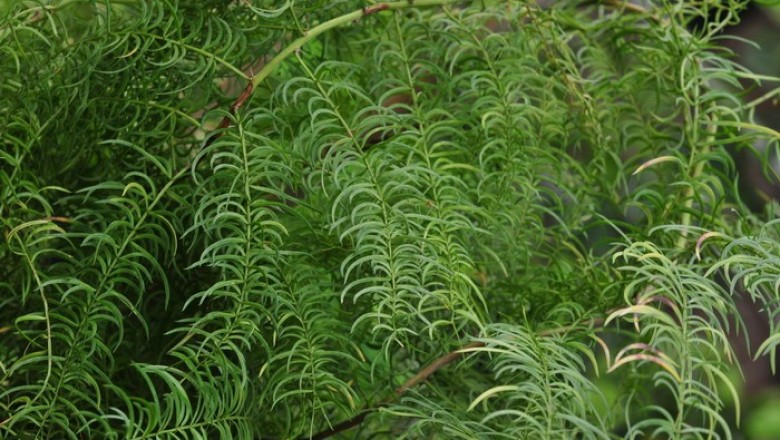 Cây dược liệu cây Thiên môn ráng, Dương xỉ thiên môn đông - Asparagus filicinus Buch. - Ham. ex D. Don