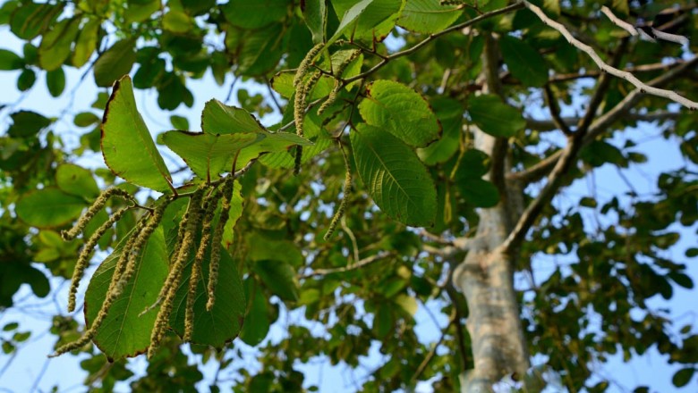 Cây dược liệu cây Thiên liệu, Chà nan lông dày - Homalium tomentosum (Vent.) Benth