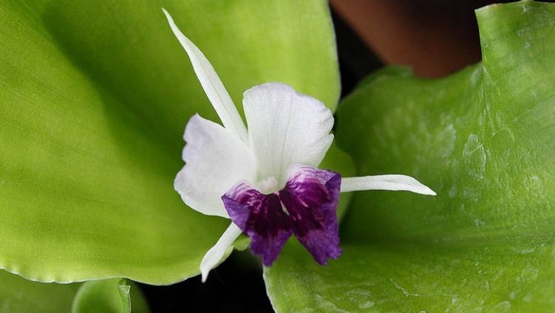 Cây dược liệu cây Thiền liền lá hẹp, Ðịa liền lá hẹp - Kaempferia angustifolia Roscoe