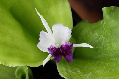 Cây dược liệu cây Thiền liền lá hẹp, Ðịa liền lá hẹp - Kaempferia angustifolia Roscoe