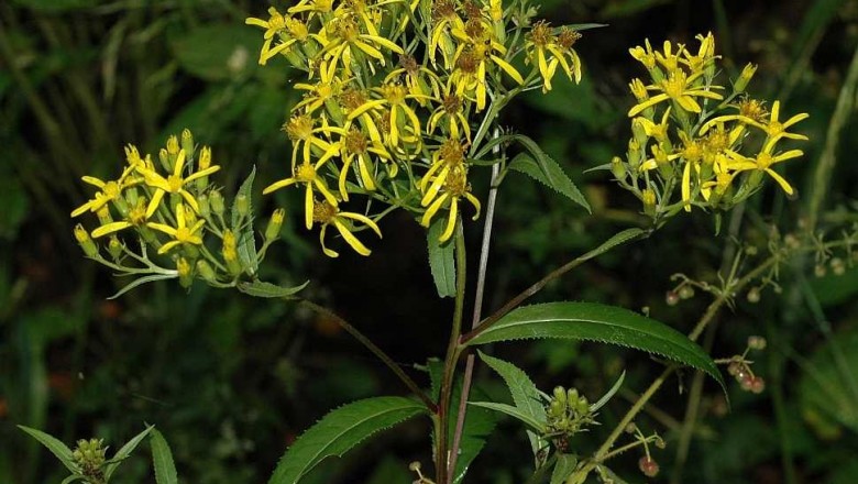 Cây dược liệu cây Thiên lý quang rừng rậm, Vi hoàng Nemor - Senecio nemorensis L