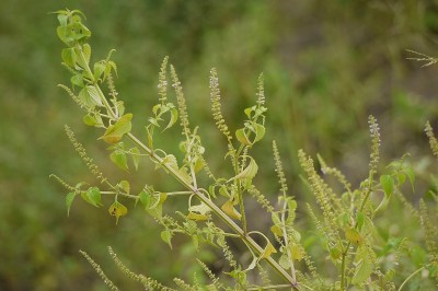 Cây dược liệu cây Thiến thảo - Basilicum polystachyon (L.) Moench (Ocimum polystachyon L.)
