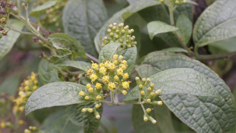 Cây dược liệu cây Thiên lý quang trắng, Bạch diệp hỏa thảo. Vi hoàng - Senecio nagensium C. B. Clarke