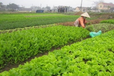 Việc đưa rau an toàn ra thị trường với thương hiệu riêng cần đáp ứng đủ các điều kiện theo quy định là gì ?