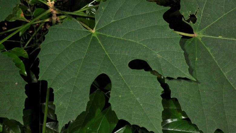 Cây dược liệu cây Cánh diều, Hắc lân nhiều tuyến - Melanolepis vitifolia (Kuntze) Gagnep (M. multiglandulosa (Blinne) Reichb. F. et Zoll)