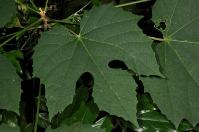 Cây dược liệu cây Cánh diều, Hắc lân nhiều tuyến - Melanolepis vitifolia (Kuntze) Gagnep (M. multiglandulosa (Blinne) Reichb. F. et Zoll)