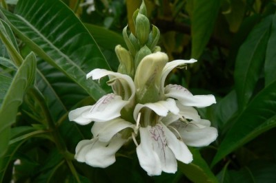 Cây dược liệu cây Cang mai - Justicia adhatoda L. (Adhatoda vasica Nees)