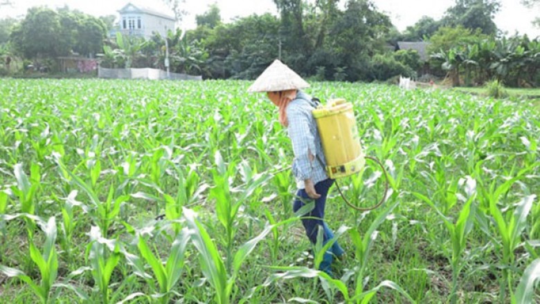 Pháp cấm sử dụng loại thuốc trừ sâu đang được dùng phổ biến