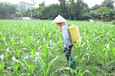 Pháp cấm sử dụng loại thuốc trừ sâu đang được dùng phổ biến