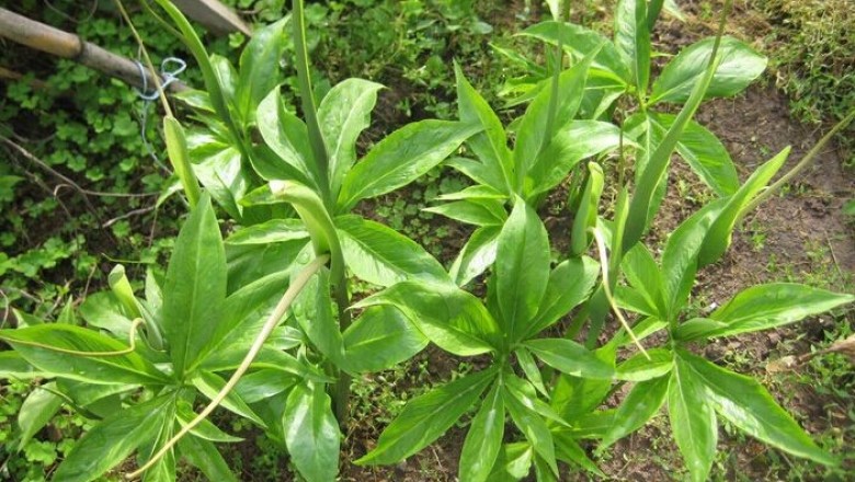 Cây dược liệu cây Thiên nam tinh, Nam tinh không lông, Củ nưa - Arisaema erubescens (Mart.) Schott (A. consanguineum Schott, A. hypoglaucum Craib)