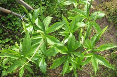 Cây dược liệu cây Thiên nam tinh, Nam tinh không lông, Củ nưa - Arisaema erubescens (Mart.) Schott (A. consanguineum Schott, A. hypoglaucum Craib)