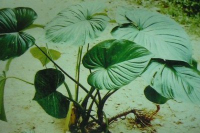 Cây dược liệu cây Thiên niên kiện lớn - Homalomena gigantea Engl