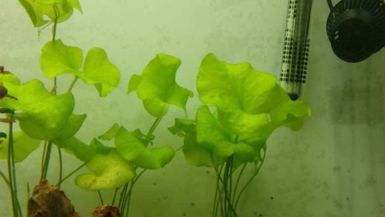 Cây dược liệu cây Cang, Ráng tròn lá, Thủy nữ nhỏ - Nymphoides hydrophyllum (Lour.) O. Ktze (Limnanthemum hydrophyllum Griseb., Menyanthes hydrophyllum Lour.)