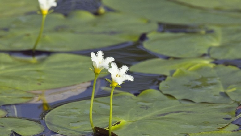 Cây dược liệu cây Cang ấn, Tràng, Thuỷ nữ ấn, Súng ma - Nymphoides indicum (L.) O. Ktze (Limnanthemum indicum L.)