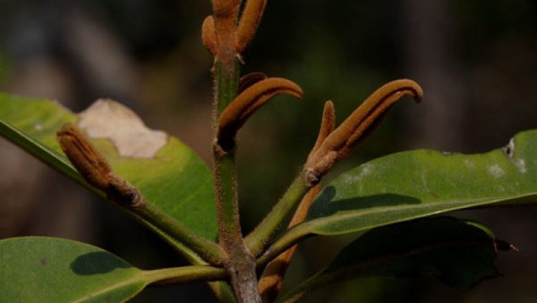 Cây dược liệu cây Cà nghét, Cồng trồng, Cồng tía - Calophyllum dryobalanoides Pierre