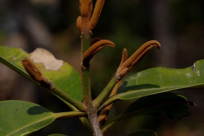 Cây dược liệu cây Cà nghét, Cồng trồng, Cồng tía - Calophyllum dryobalanoides Pierre