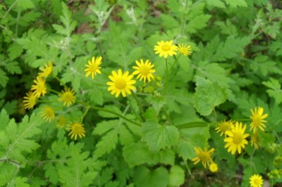 Cây dược liệu cây Thiên lý quang Oldham, Vi hoàng Oldham, Cúc bạc lông nhện, Bồ nhi căn -  Senecio oldhamianus Maxim