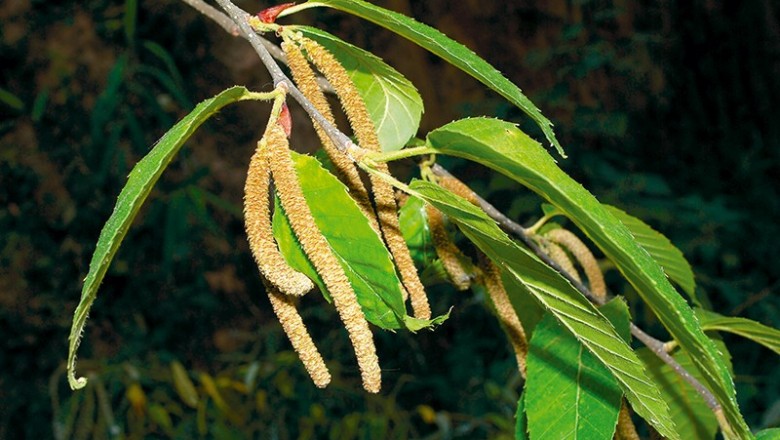 Cây dược liệu cây Cáng lò, Co lim - Betula alnoides Buch-Ham