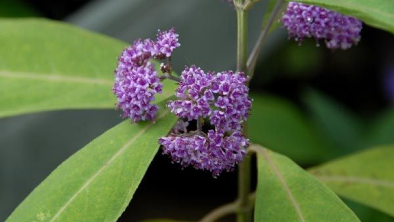 Cây dược liệu cây Tử châu lá nhọn - callicarpa longissima (Hemsl) Merr (C. longgifolia Lam var longissima Hemsl)