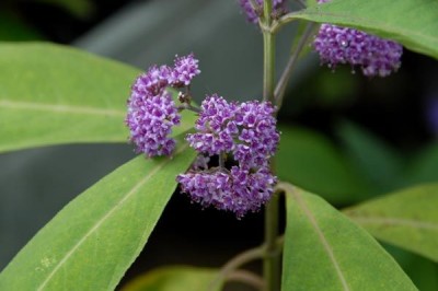 Cây dược liệu cây Tử châu lá nhọn - callicarpa longissima (Hemsl) Merr (C. longgifolia Lam var longissima Hemsl)