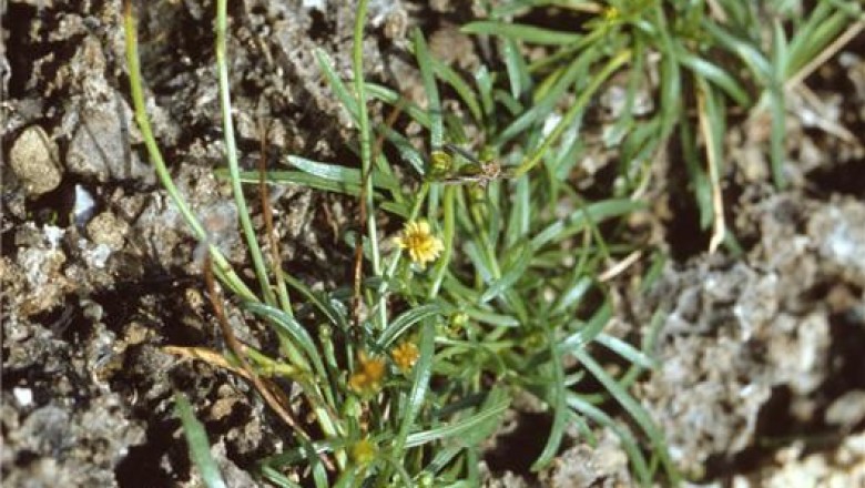 Cây dược liệu cây Nhuỵ lưỡi lá nhỏ, Thiệt thư lá nhỏ, Hương như - Glossogyne tennifolia Cass