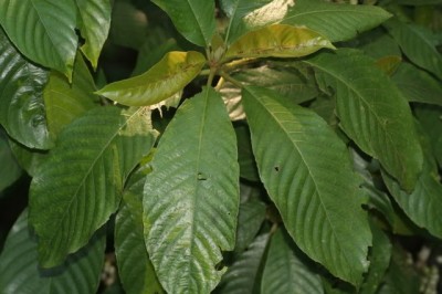 Cây dược liệu cây Nóng - Saurauia tristyla DC