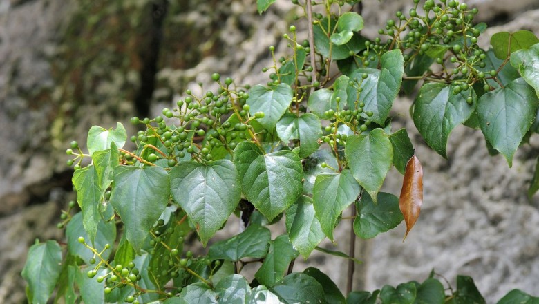 Cây dược liệu cây Nho dại, Nho cong queo - Vitis flexuosa Thunb