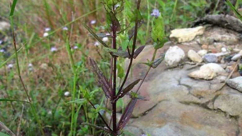 Cây dược liệu cây Nhân trần nhiều lá bắc - Adenosma bracteosum Bonati