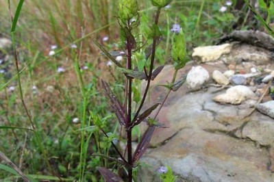 Cây dược liệu cây Nhân trần nhiều lá bắc - Adenosma bracteosum Bonati