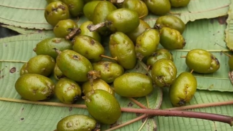 Cây dược liệu cây Nhót rừng - Elaeagnus bonii Lecomte