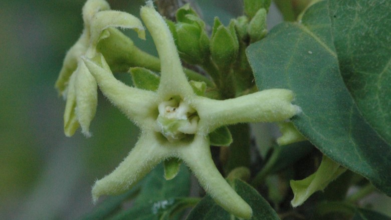 Cây dược liệu cây Nhạ nhầu, Hàm liên Bắc bộ - Marsdenia tonkinensis Cost