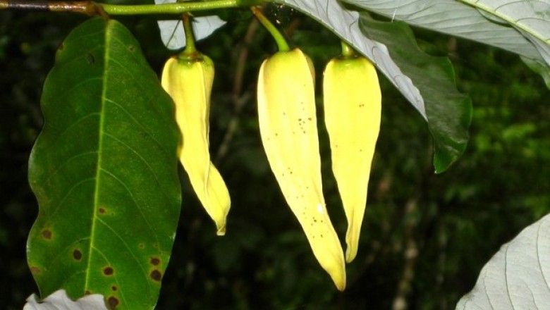 Cây dược liệu cây Nhãn chày, Chuối chác đẻ, Mao quả có mỏ - Dasymaschalon rostratum Merr. et Chun