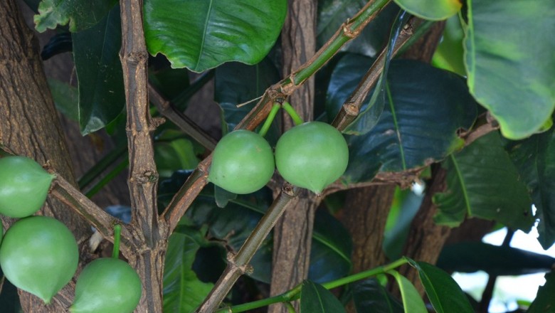 Cây dược liệu cây Nụ, Hồng pháp, Bứa nhuộm - Garcinia tinctoria (DC.) W.F. Wight (G. cambodgiensis Vesque)