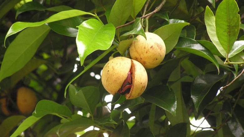 Cây dược liệu cây Nhục đậu khấu - Myristica fragrans Houtt