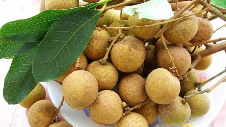 Cây dược liệu cây Nhãn - Dimocarpus longan Lour. (Euphoria longan (Lour.) Stend.)h