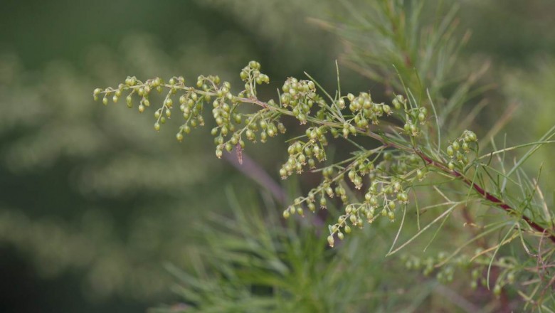 Cây dược liệu cây Nhân trần Trung Quốc, Nhân trần hao, Ngải lá kim - Artemisia capillaris Thunb