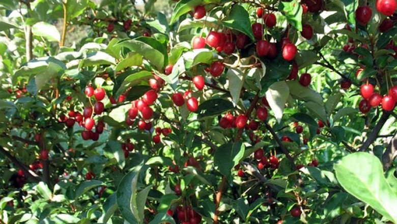 Cây dược liệu cây Nhót Loureiro - Elaeagnus Loureirii Champ